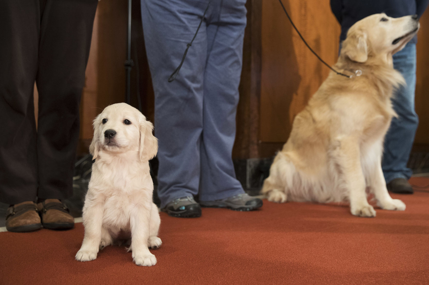 3. Golden retrievers